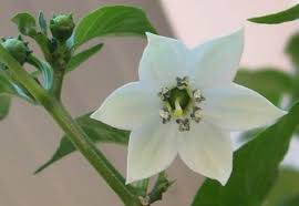 fiore bianco di peperoncino